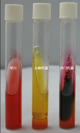 VRBA內(nèi)的紅色小菌落，有可能是沙門氏菌？