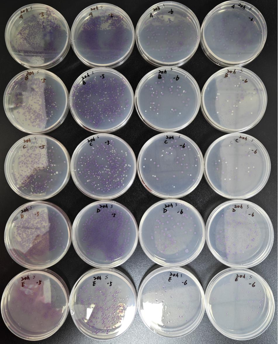 不同廠家RVS肉湯增菌效果的比較 不同廠家RVS肉湯增菌效果的比較